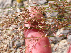 Poa interior