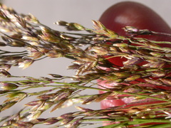 Poa interior