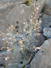 Poa interior