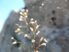 Poa interior