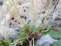 Poa interior