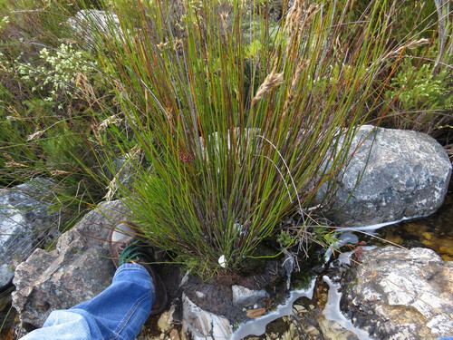 Image of Nivenia corymbosa by (c) Jeremy Gilmore, some rights reserved (CC BY)