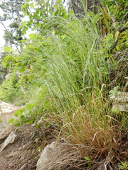 Poa interior