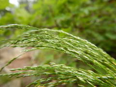 Poa interior