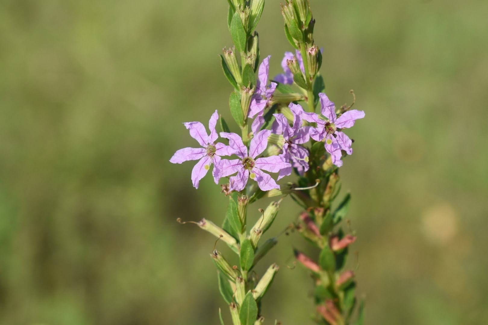 Lythrum alatum var. lanceolatum