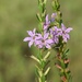 Winged Lythrum - Photo (c) Aidan Campos, some rights reserved (CC BY-NC), uploaded by Aidan Campos
