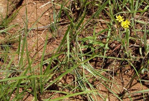 Asclepias aurea image