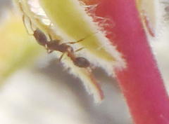 Monomorium excelsior