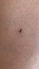 Aedes albopictus