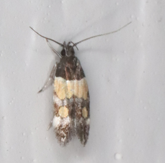 Triclonella determinatella
