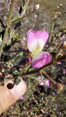 Podalyria microphylla