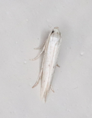 Haplochrois bipunctella