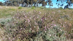 Podalyria microphylla