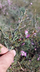 Podalyria microphylla