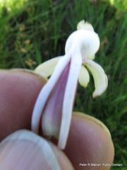 Satyrium longicauda longicauda