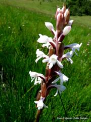 Satyrium longicauda longicauda