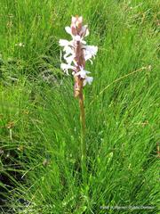 Satyrium longicauda longicauda