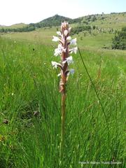 Satyrium longicauda longicauda