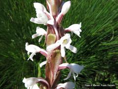 Satyrium longicauda longicauda