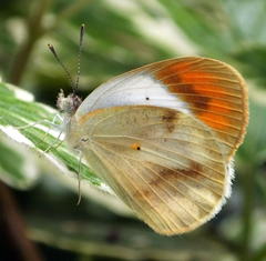 Colotis euippe omphale