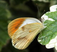 Colotis euippe omphale