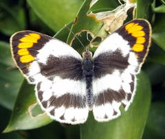 Colotis euippe omphale