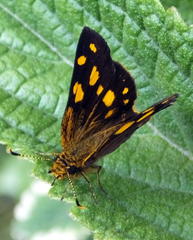 Metisella metis paris