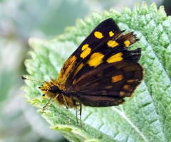 Metisella metis paris