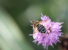 Eristalis nemorum