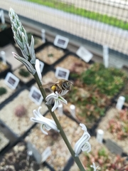 Apis mellifera capensis