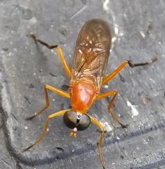 Ptecticus elongatus