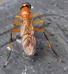 Ptecticus elongatus