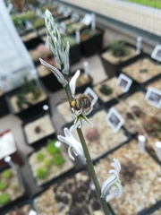 Apis mellifera capensis