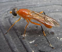 Ptecticus elongatus