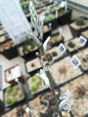 Apis mellifera capensis