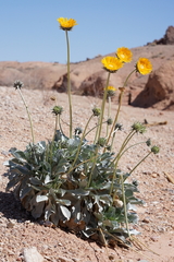 Enceliopsis argophylla