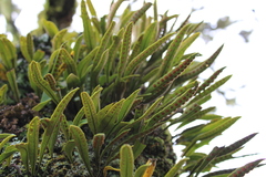 Pleopeltis polylepis