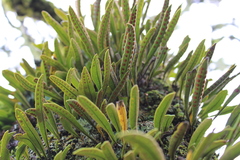 Pleopeltis polylepis