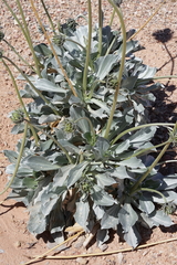 Enceliopsis argophylla