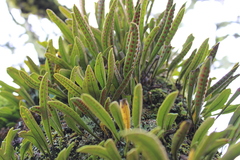 Pleopeltis polylepis