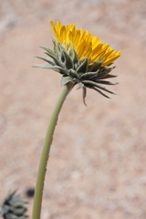 Enceliopsis argophylla