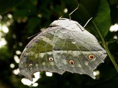 Protogoniomorpha parhassus