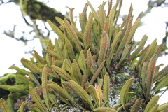 Pleopeltis polylepis