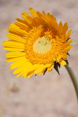 Enceliopsis argophylla
