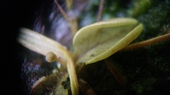 Pinguicula lusitanica