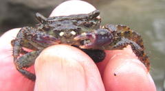 Metopograpsus thukuhar