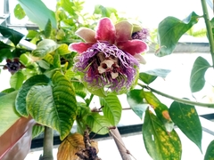 Passiflora quadrangularis