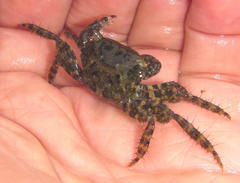 Metopograpsus thukuhar