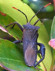 Anoplocnemis