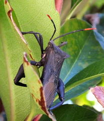 Anoplocnemis